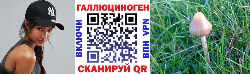 Галлюциногенные грибы прущие грибы  Кашин 
